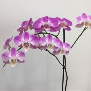 Meet your Posher, Paola